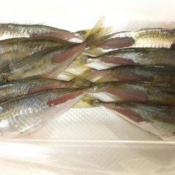 久々のアオリキャッチと痛恨のミス！